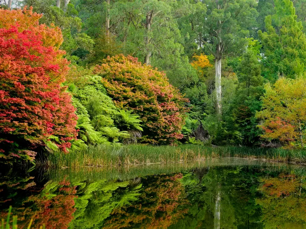 Autumn colour in the maples and tree ferns reflected in the ornamental lake at the Alfred Nicholas Memorial Gardens, Sherbrooke
