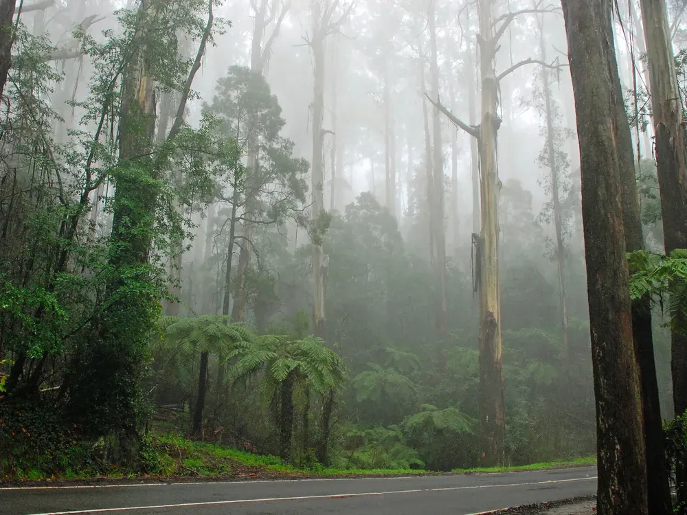 Tall mountain ash and tree ferns standing in mist beside a road through the Dandenong Ranges